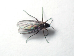 Sciaridae