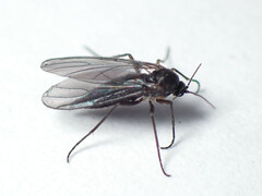 Sciaridae