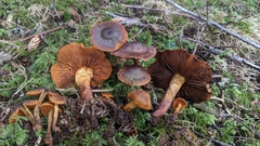 Cortinarius cinnamomeus