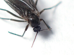 Sciaridae