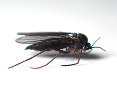 Sciaridae