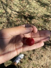 Malus baccata