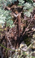 Lacerta viridis