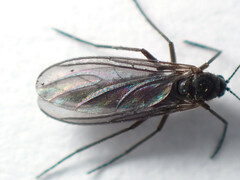 Sciaridae