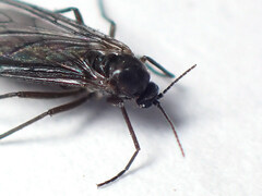 Sciaridae