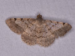 Frederickia nigricomma