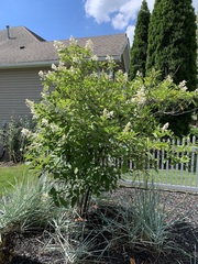 Viburnum opulus