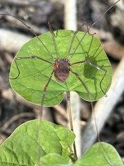 Leiobunum flavum