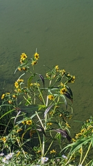 Media resource of Bidens cernua