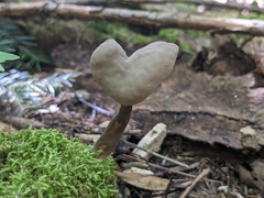 Helvella macropus