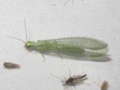 Chrysopa coloradensis