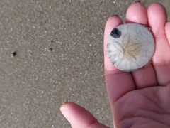 Dendraster excentricus