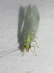 Chrysopa coloradensis