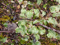 Lunularia cruciata