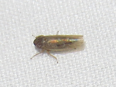 Deltocephalini