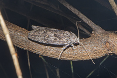Cryptophasa irrorata