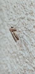 Mycetophilidae
