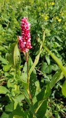 Persicaria orientalis