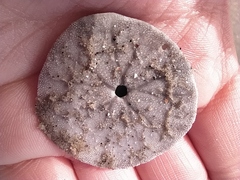 Dendraster excentricus