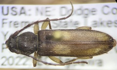 Tylonotus bimaculatus