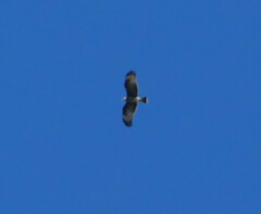 Rostrhamus sociabilis