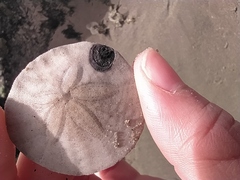 Dendraster excentricus