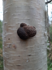 Jackrogersella multiformis