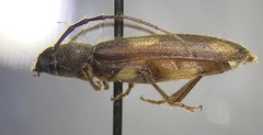 Tylonotus bimaculatus