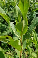 Persicaria orientalis
