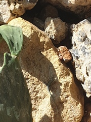 Anatololacerta pelasgiana