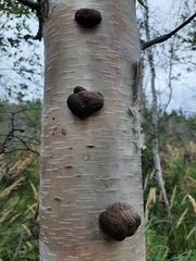 Jackrogersella multiformis