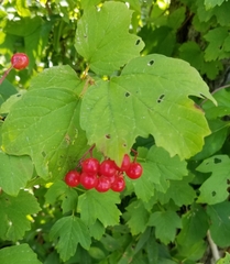 Viburnum opulus
