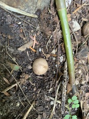 Scleroderma areolatum