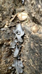 Dermatocarpon miniatum