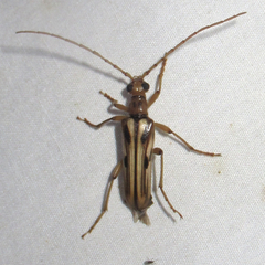 Ortholeptura valida