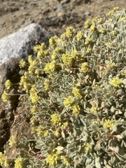 Eriogonum caespitosum