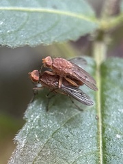 Suillia variegata