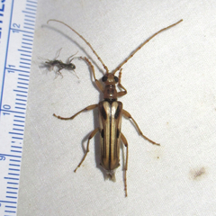Ortholeptura valida