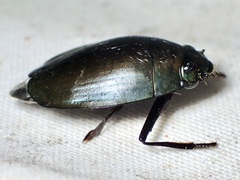 Dineutus sublineatus