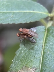 Suillia variegata