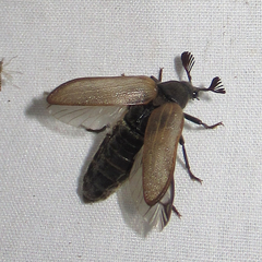 Sandalus californicus