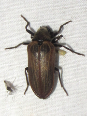 Sandalus californicus