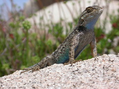 Sceloporus occidentalis longipes