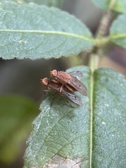 Suillia variegata