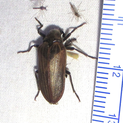 Sandalus californicus