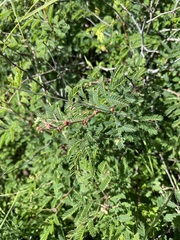 Calliandra eriophylla