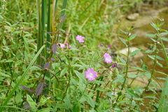 Epilobium
