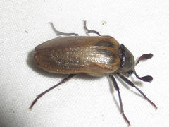 Sandalus californicus