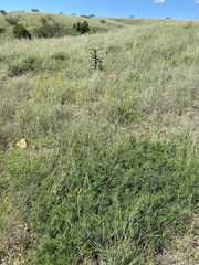 Calliandra eriophylla