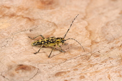 Saperda scalaris